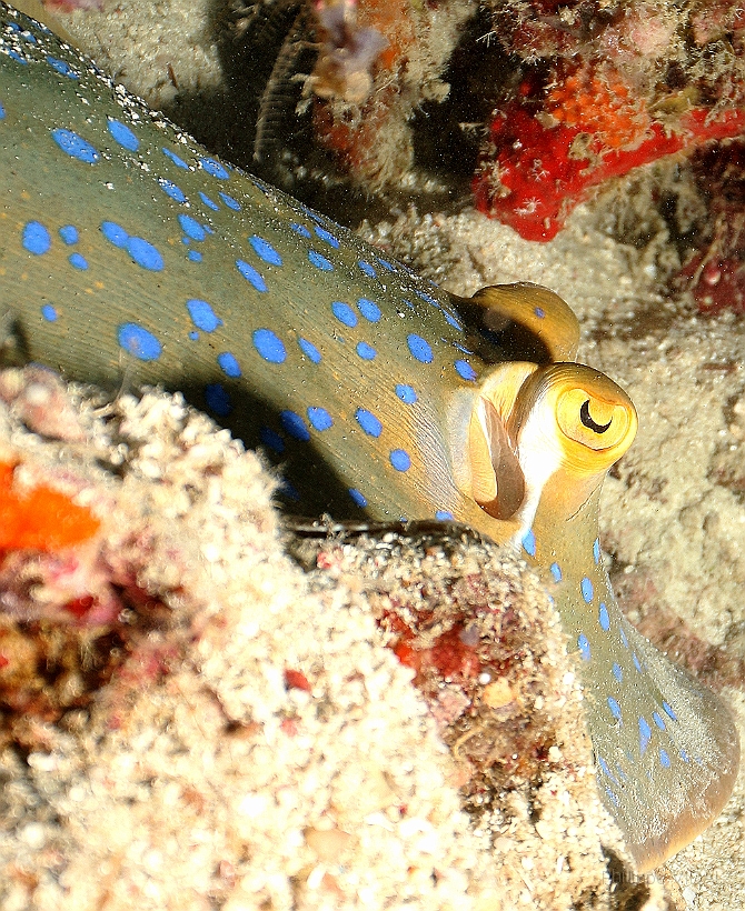 Sipadan_2015_Raie pastenague a taches bleues_Taeniura lymna_IMG_2784_rc.jpg